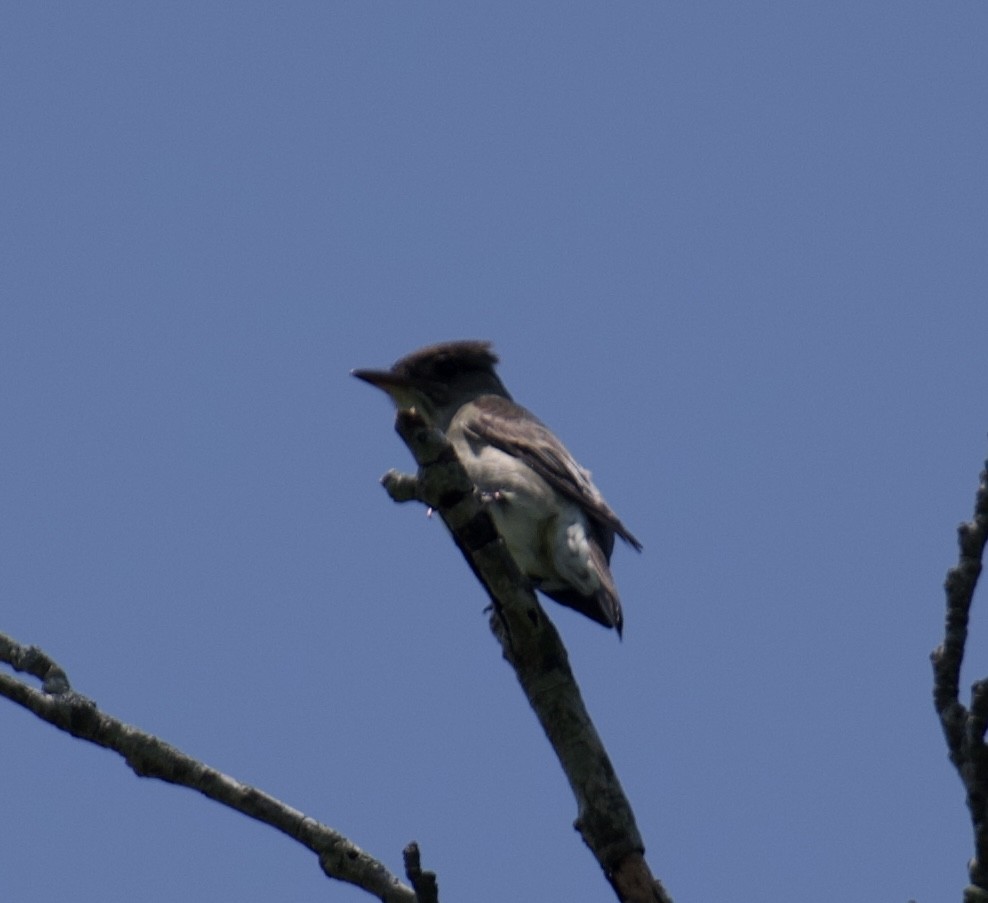 eBird Checklist 21 May 2023 Maymont Park 47 species