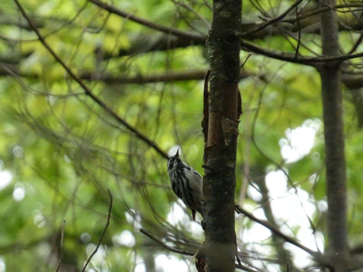 Black-and-white Warbler - ML575402091