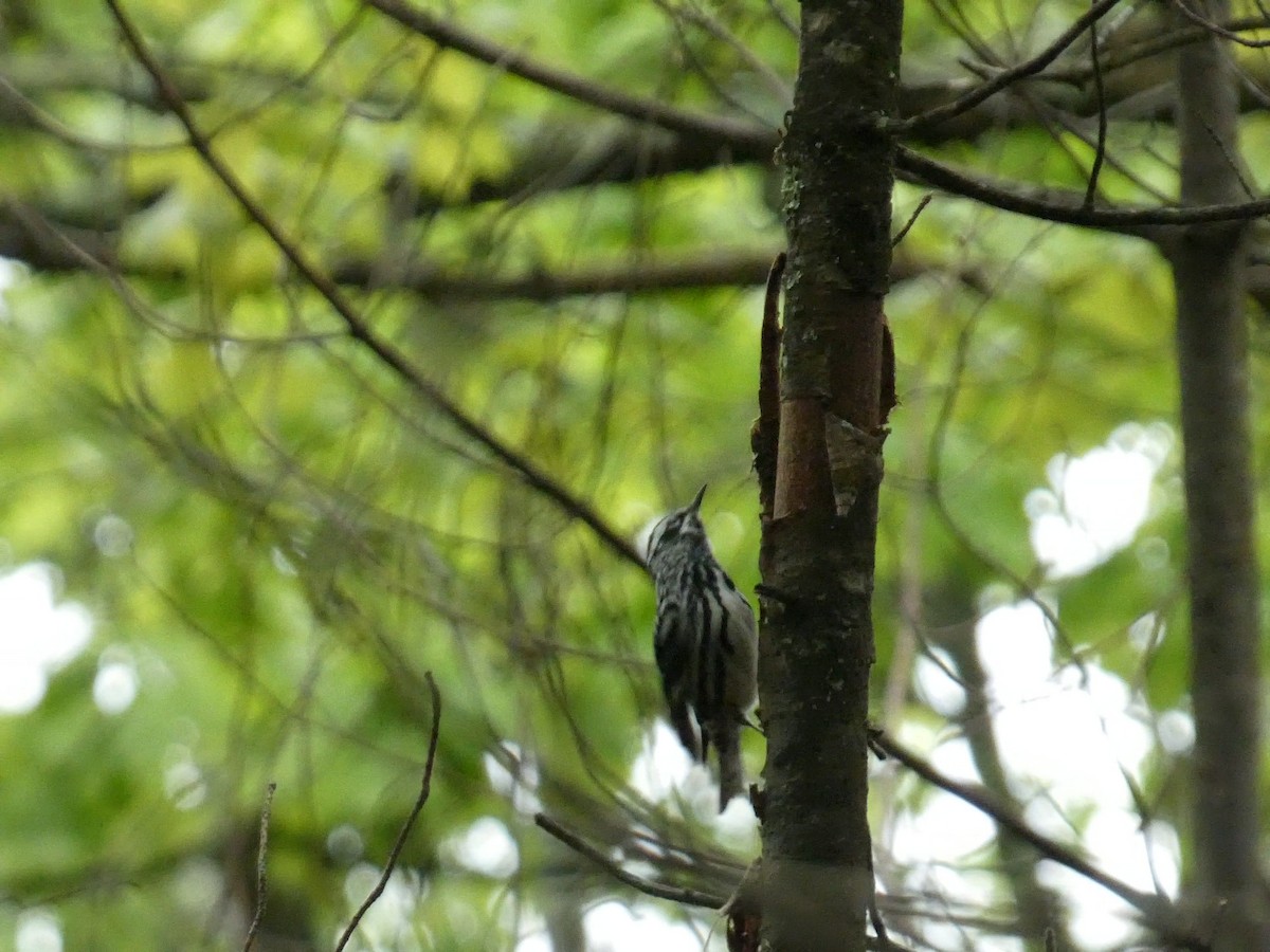 Black-and-white Warbler - ML575402271