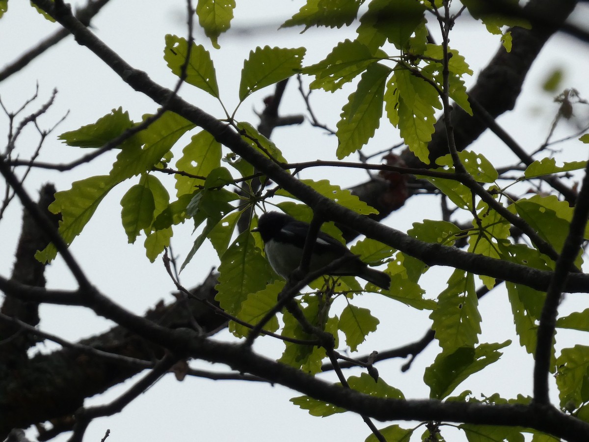 Black-throated Blue Warbler - Roberto Macay