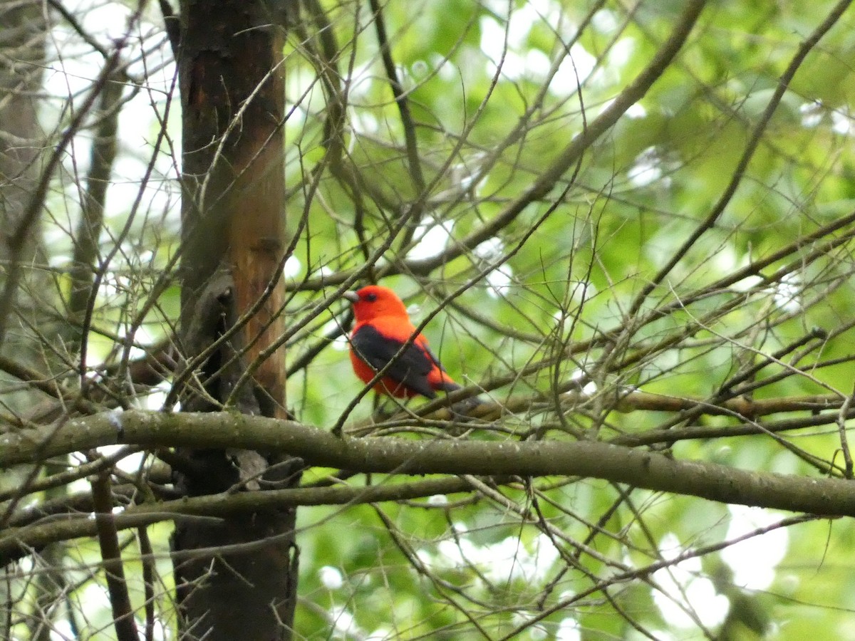 Scarlet Tanager - ML575403351