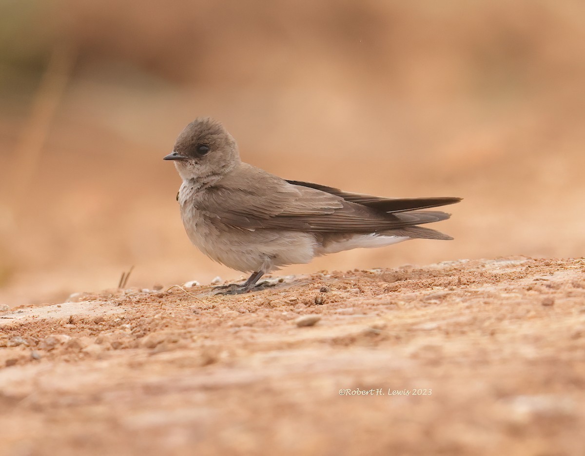 Northern Rough-winged Swallow - Robert Lewis