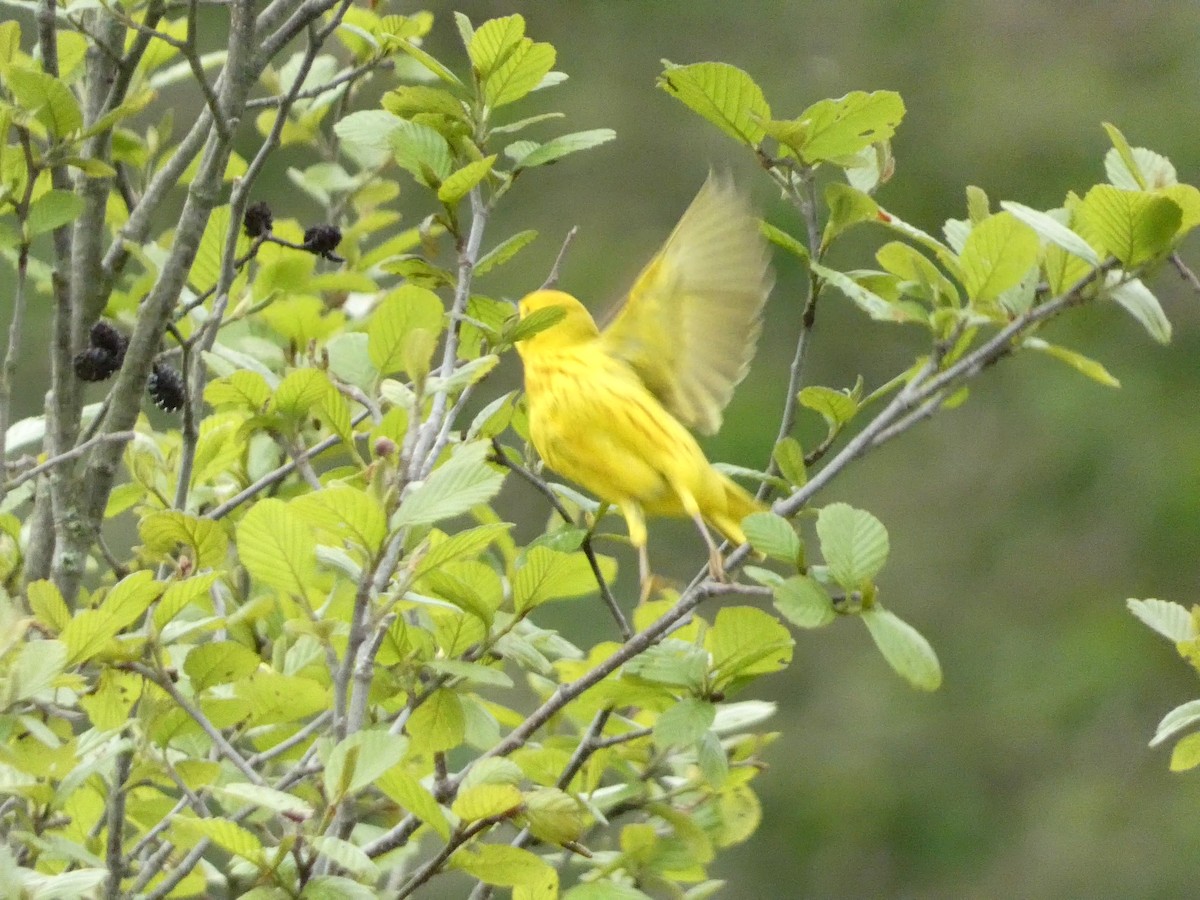 Yellow Warbler - Roberto Macay