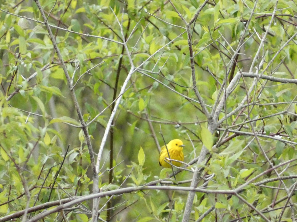 Yellow Warbler - ML575406161