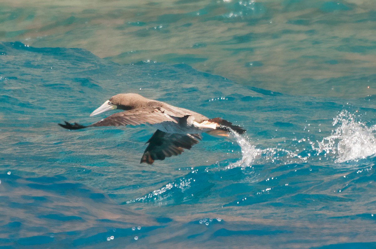 Brown Booby - ML575406521