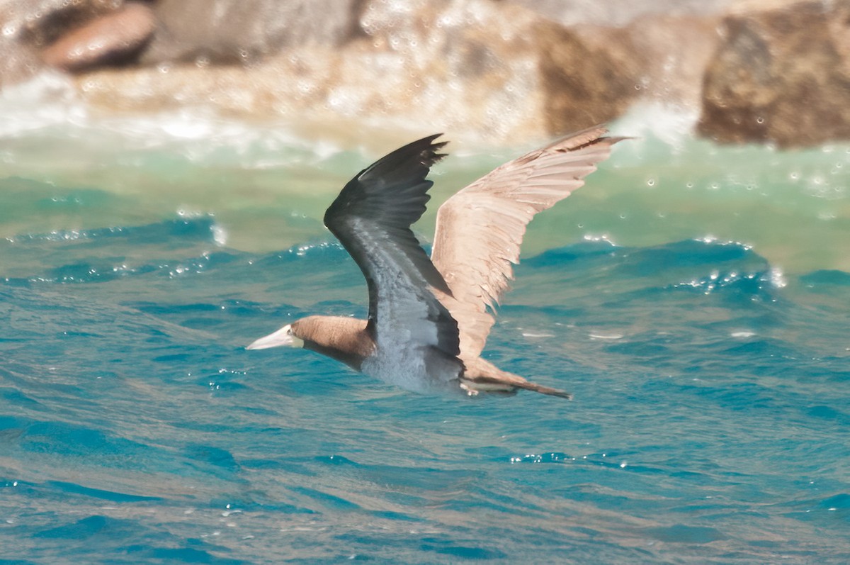 Brown Booby - ML575406561