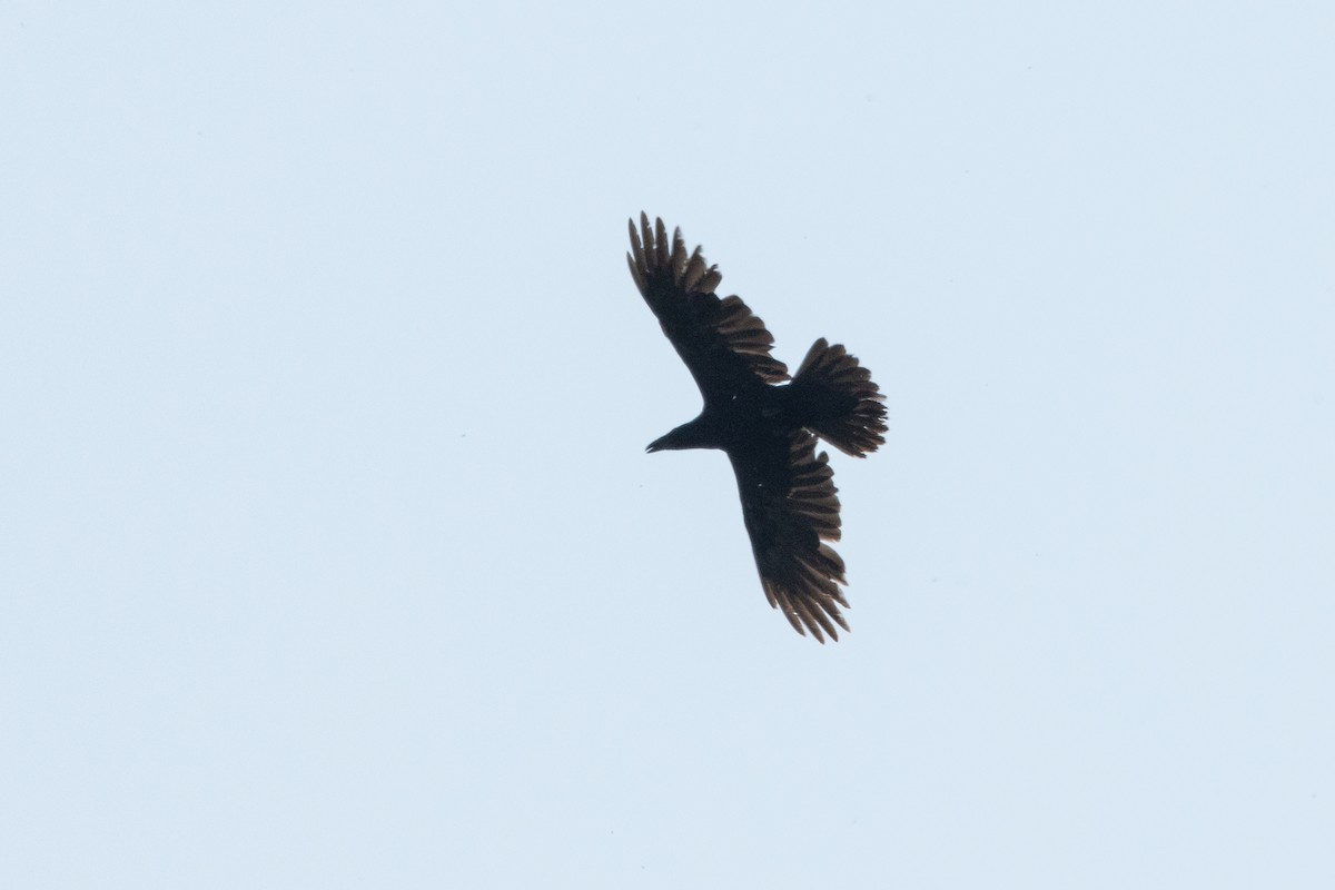 Common Raven - ML575406591