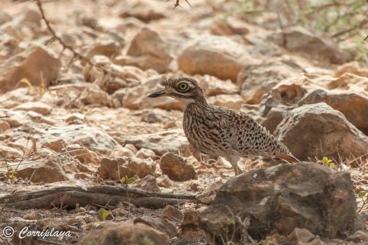 Spotted Thick-knee - ML575412821