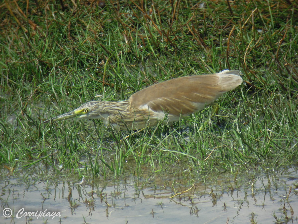 Indian Pond-Heron - ML575414951