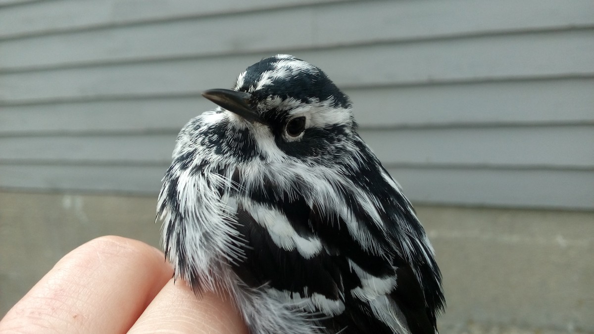 Black-and-white Warbler - Caleb Scholtens