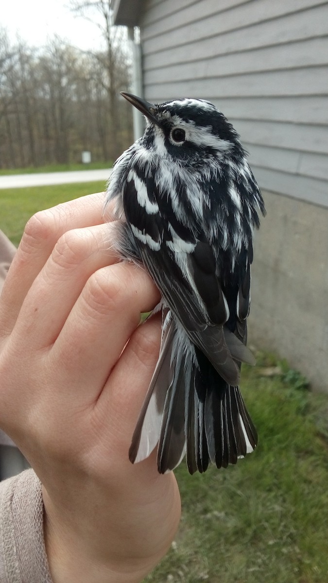Black-and-white Warbler - ML57541981