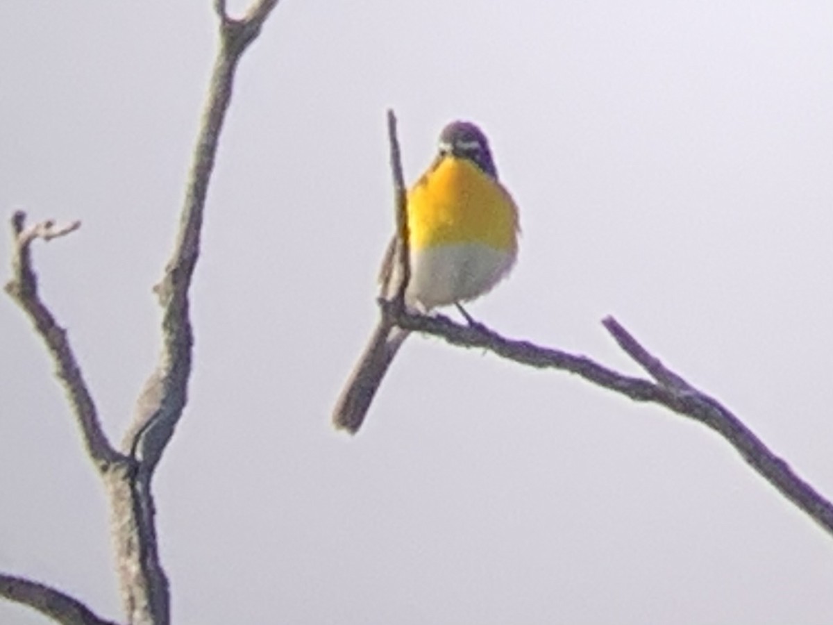 Yellow-breasted Chat - ML575424571