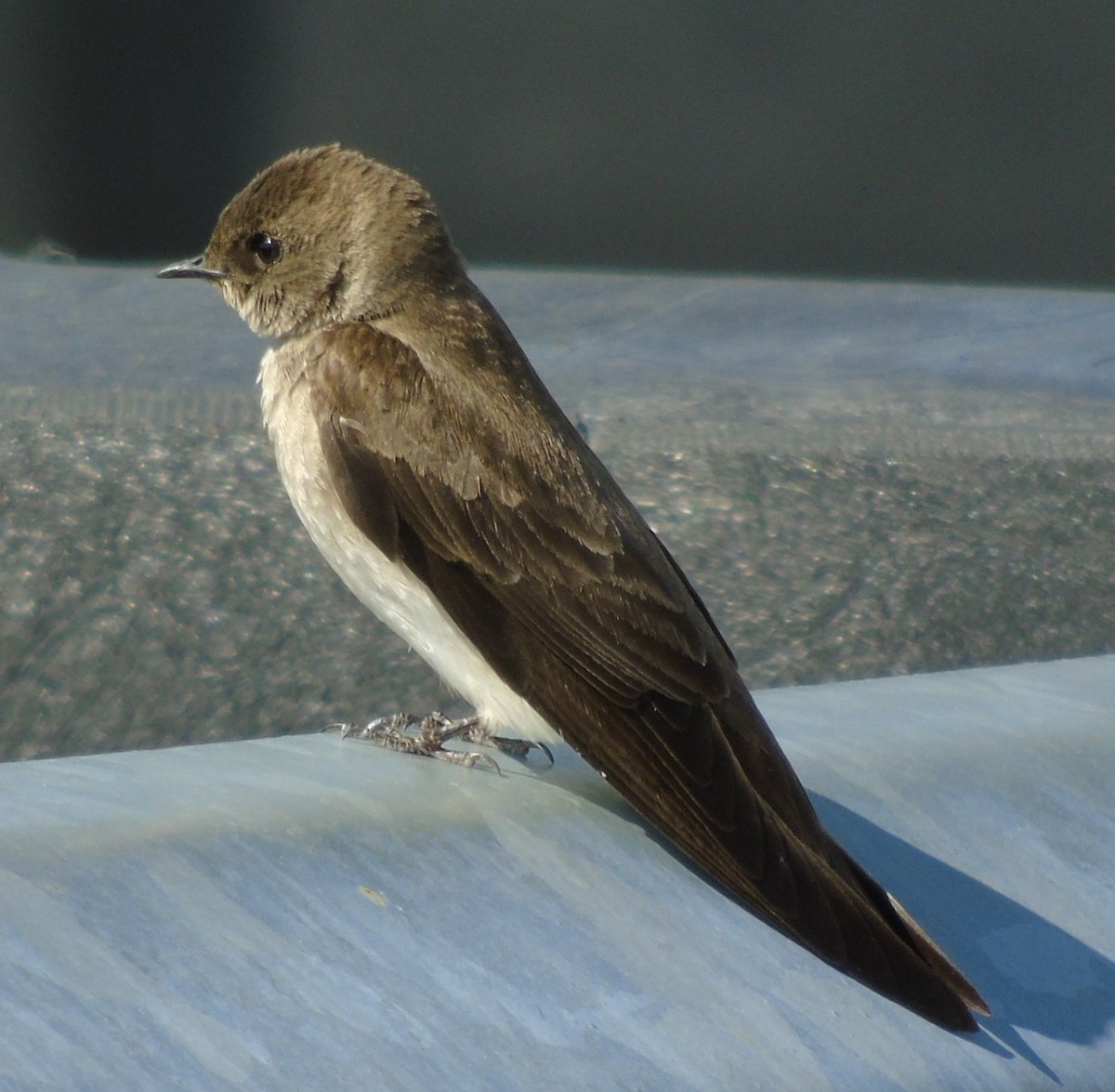 Northern Rough-winged Swallow - ML575425441