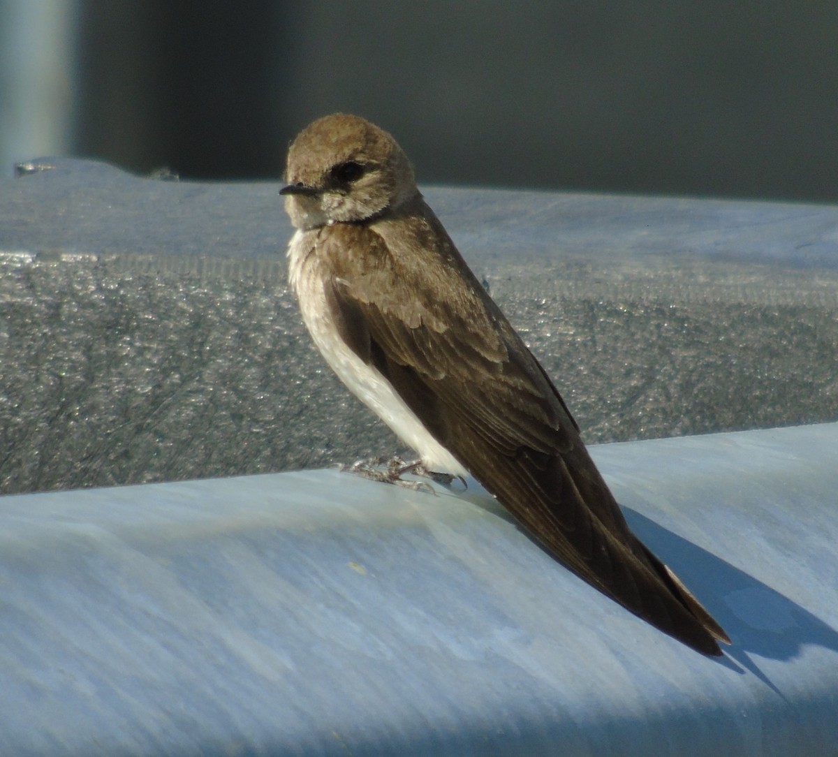 Northern Rough-winged Swallow - ML575425471