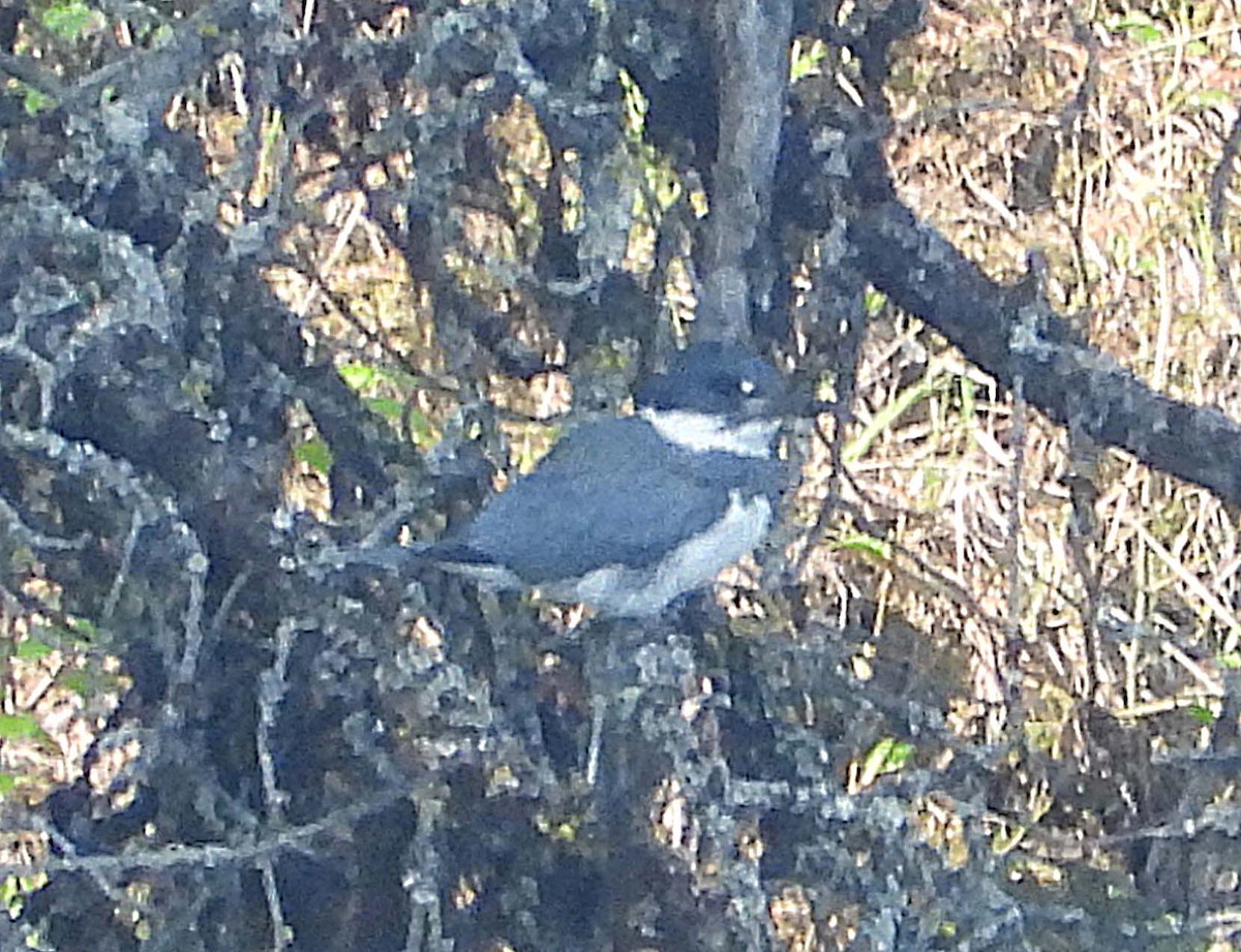 Belted Kingfisher - ML575425541