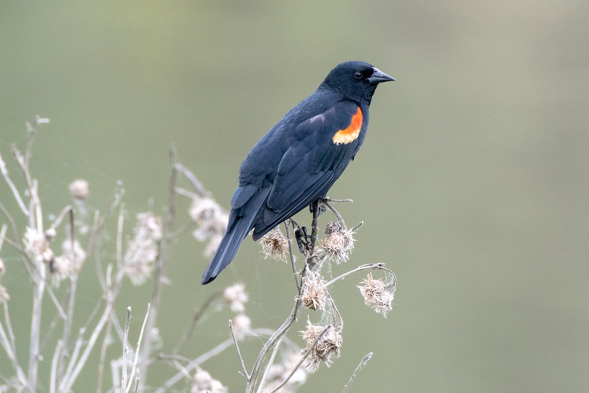 Red-winged Blackbird at Osoyoos--Road 22--dykes south of bridge by Chris McDonald