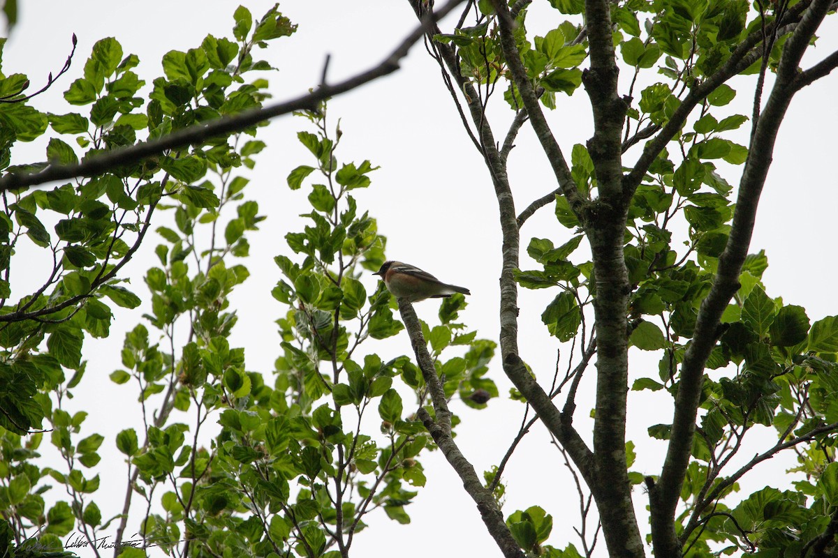 Bay-breasted Warbler - ML575429851