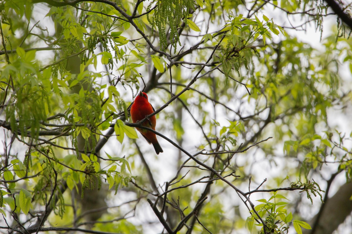 Scarlet Tanager - ML575430101