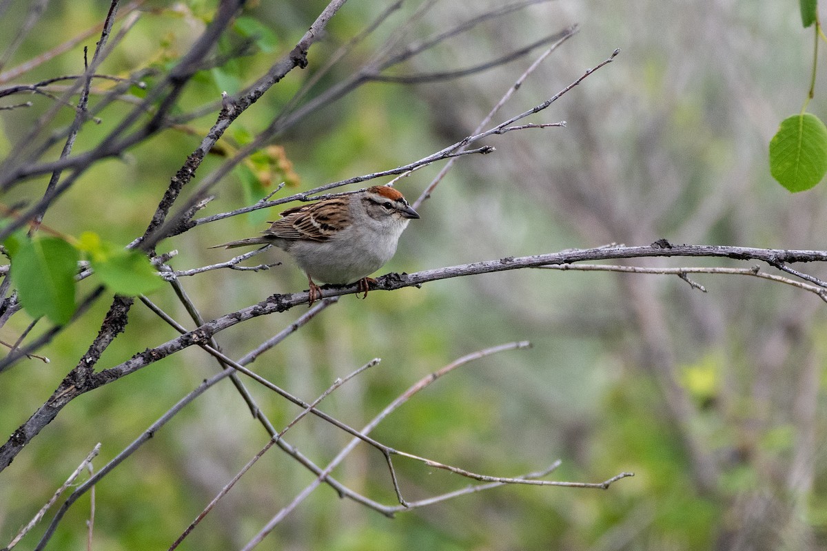 Chipping Sparrow - ML575431951