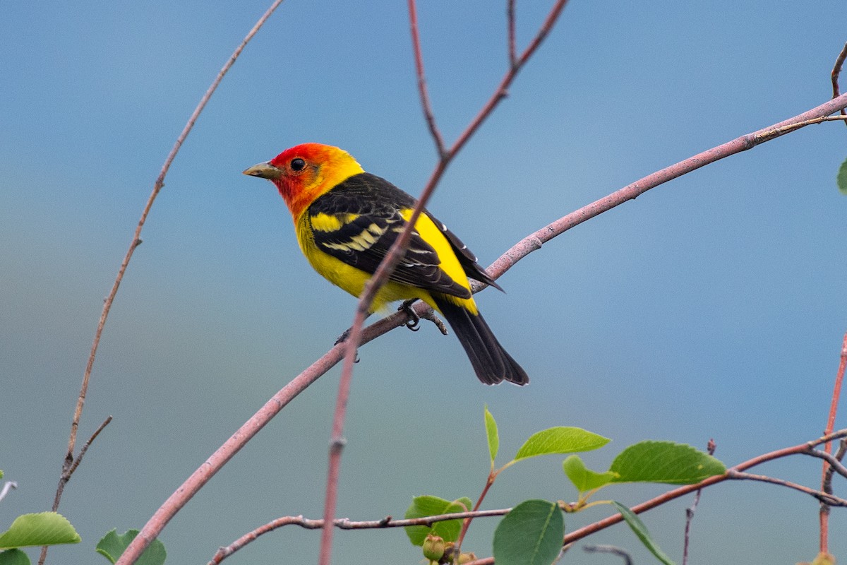Western Tanager at Kruger Mountain Road—lower by Chris McDonald