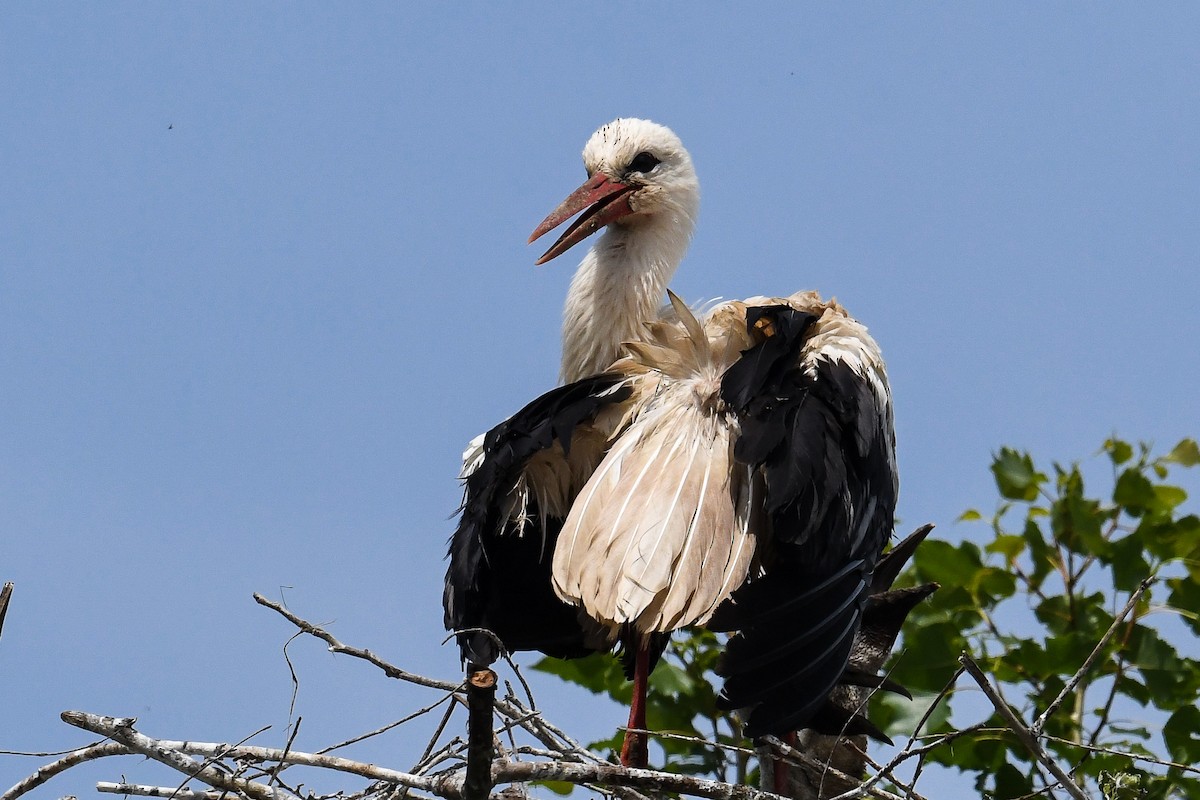 White Stork - Maryse Neukomm