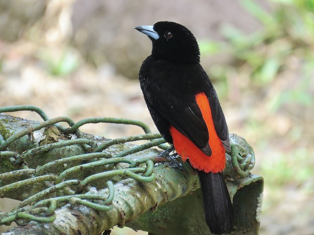 Scarlet-rumped Tanager (Passerini's) at Tirimbina Rainforest Center by Breyden Beeke
