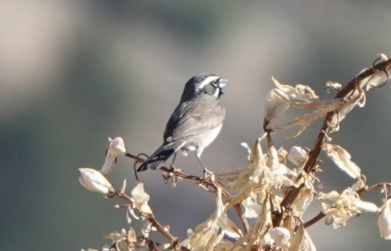 Black-throated Sparrow - ML575435181