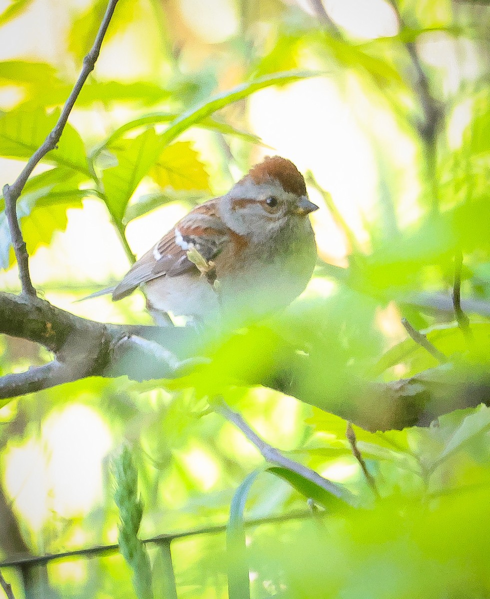 American Tree Sparrow - Ben Kerstetter