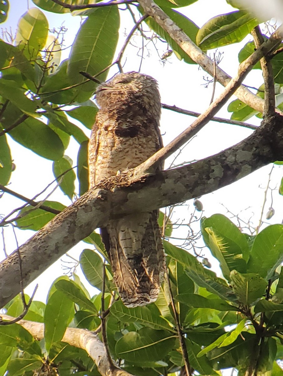 eBird Checklist 10 May 2023 Canopy Camp 74 species