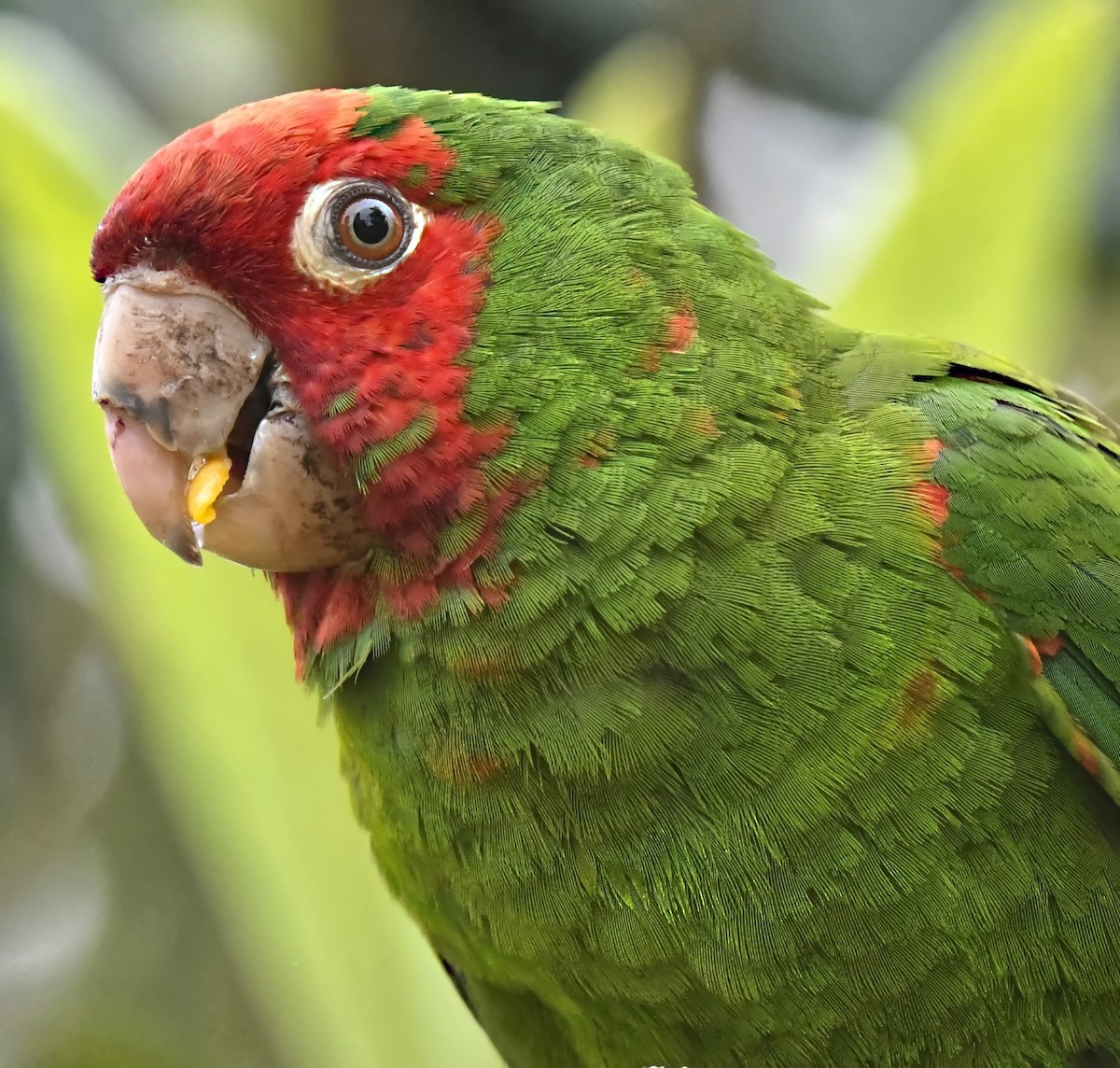 Red-masked Parakeet - ML575442101