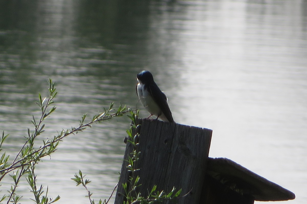 Tree Swallow - Puffins 4Life