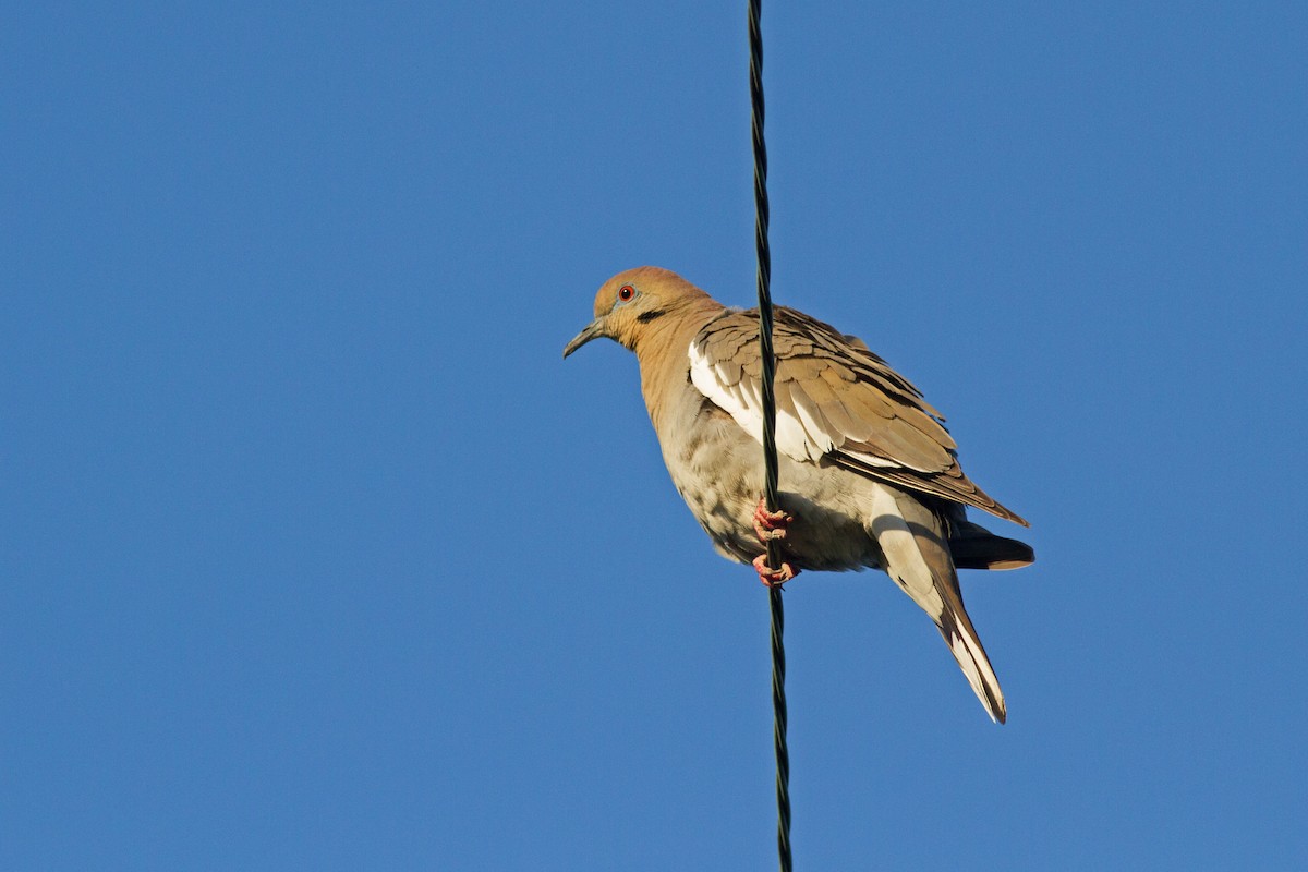 White-winged Dove - ML57544811