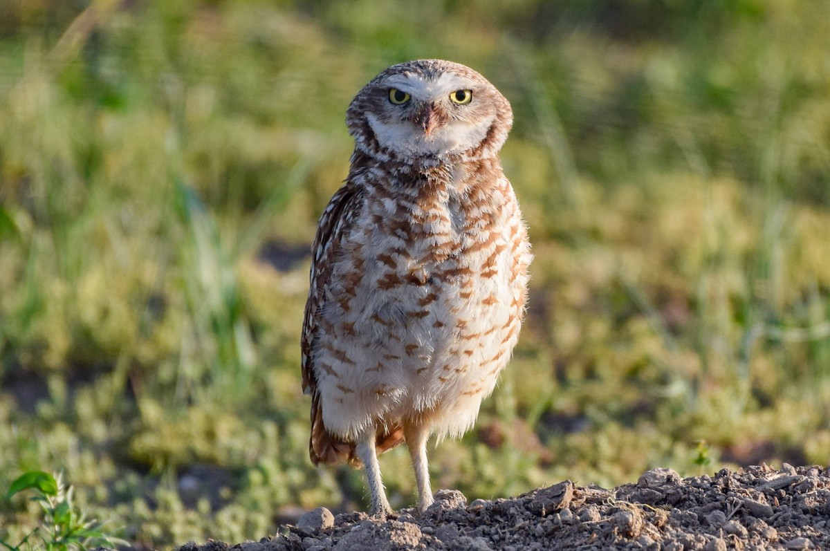Burrowing Owl - ML575449621