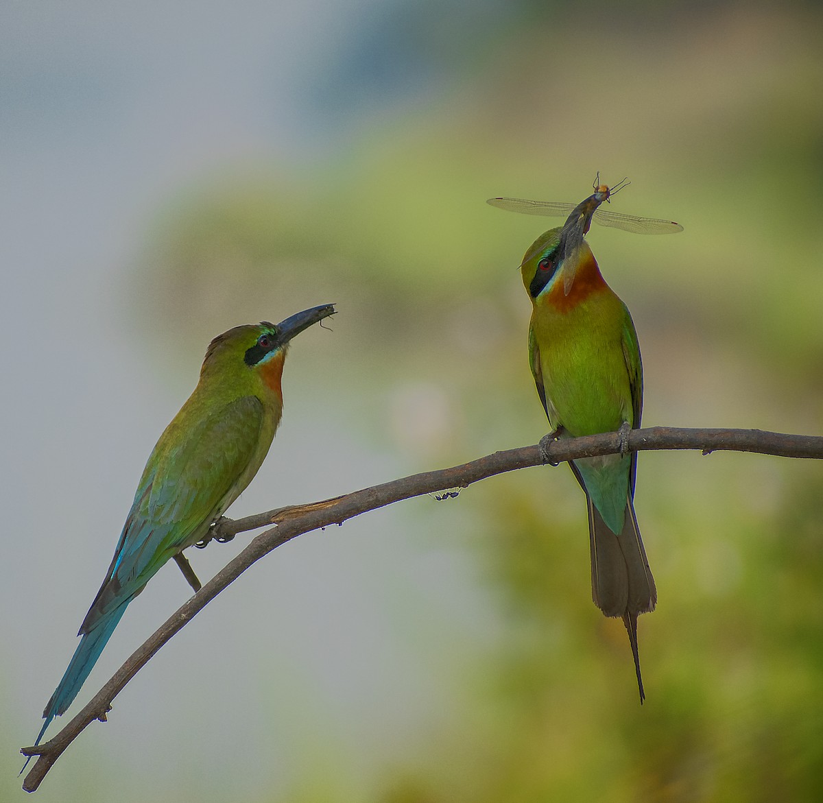 Blue-tailed Bee-eater - ML575450191
