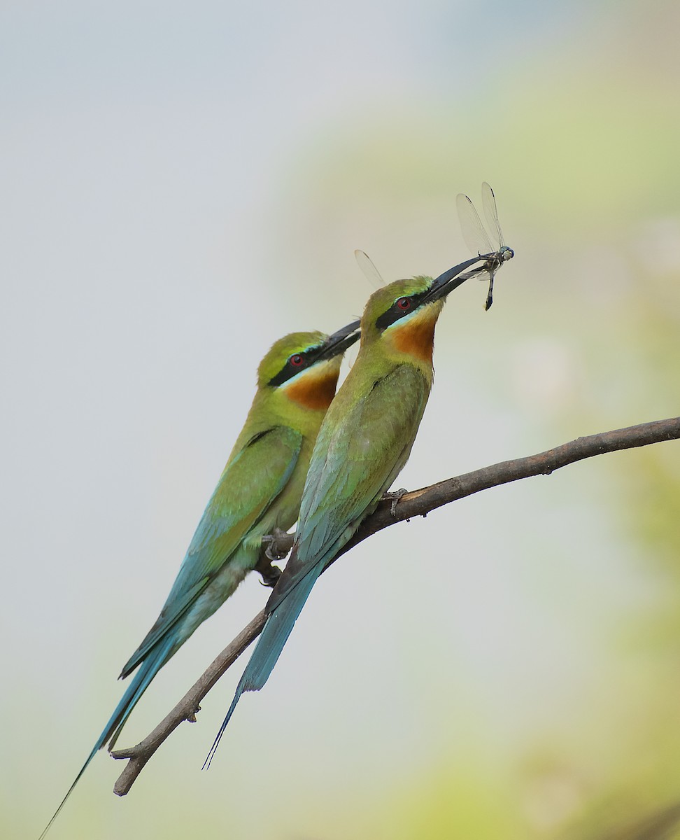 Blue-tailed Bee-eater - ML575450391