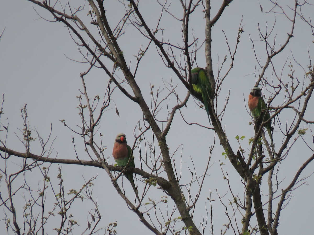 Red-breasted Parakeet - ML575452081