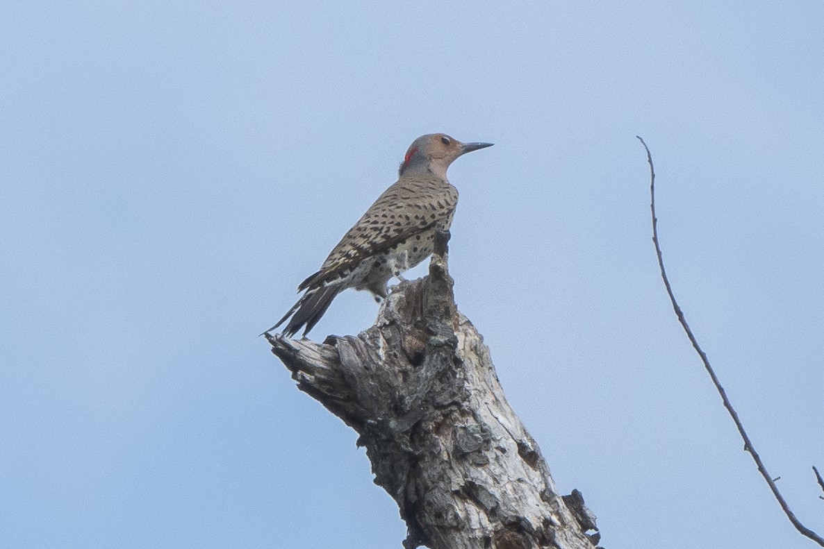 Northern Flicker (Yellow-shafted) - ML575454341