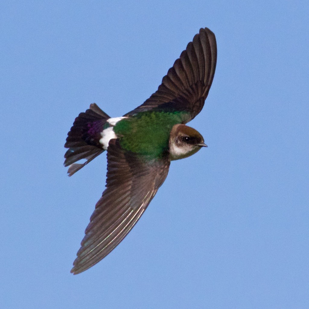 Violet-green Swallow - Ed Harper
