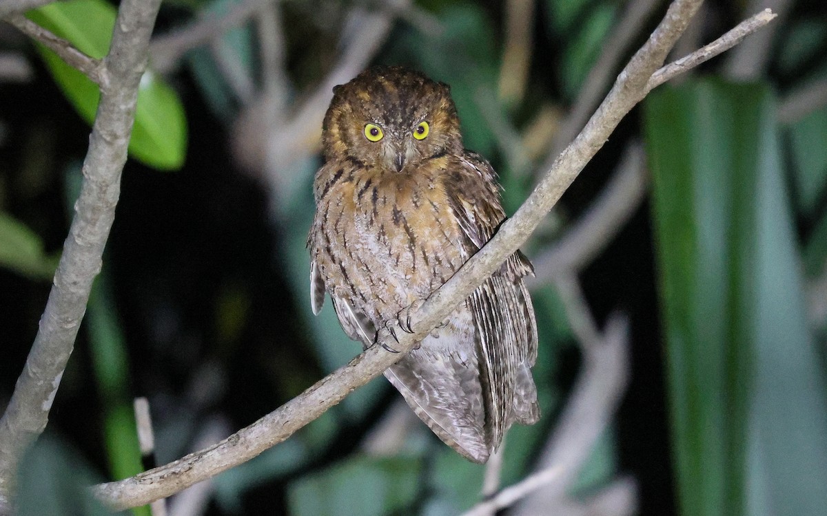 Madagascar Scops-Owl (Torotoroka) - ML575459861