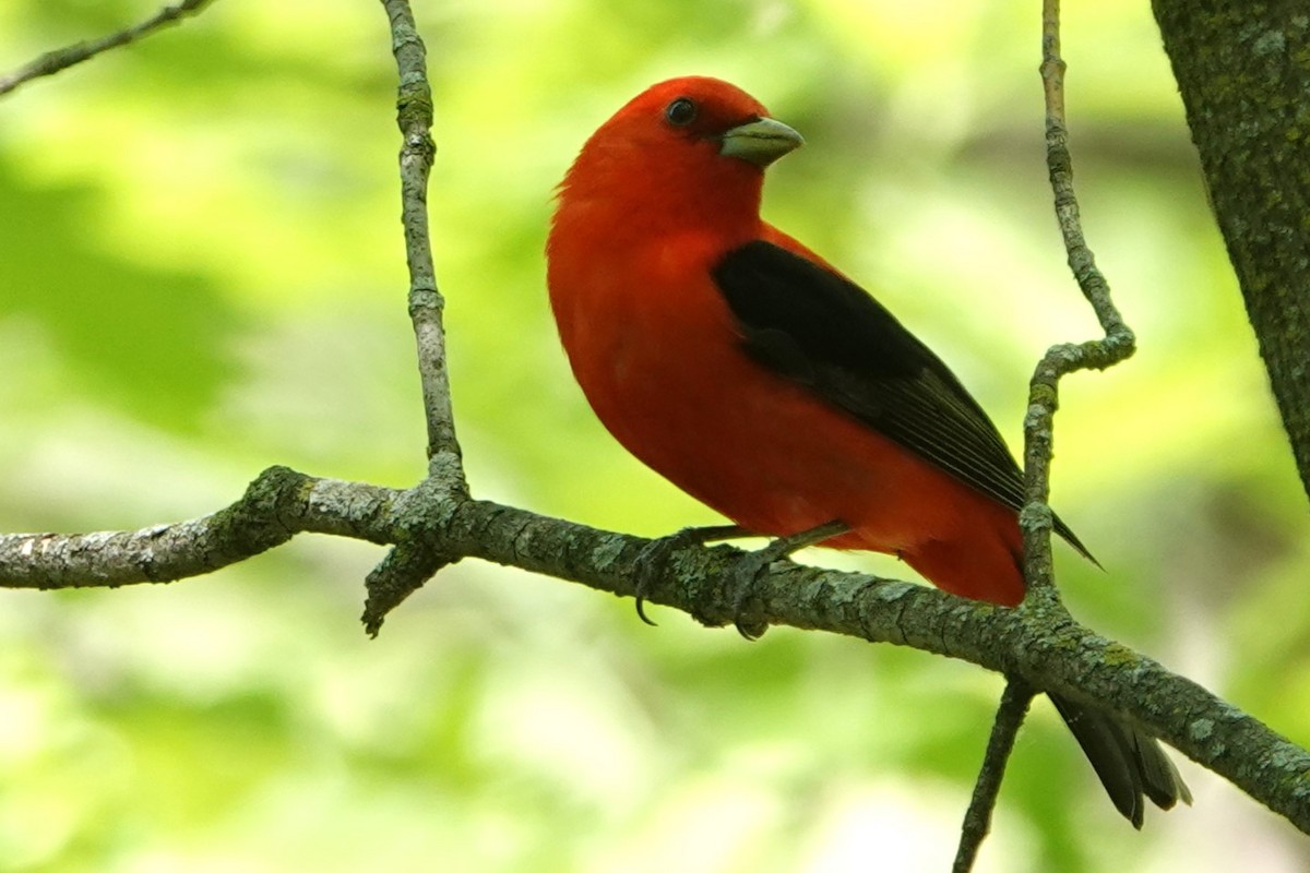 Scarlet Tanager - ML575460831