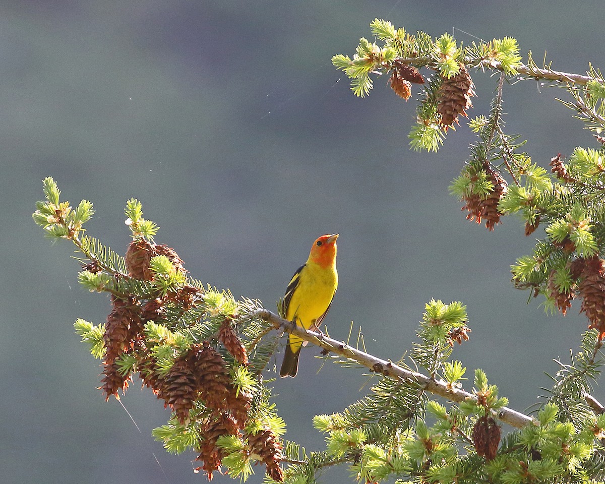 Western Tanager - ML575462531