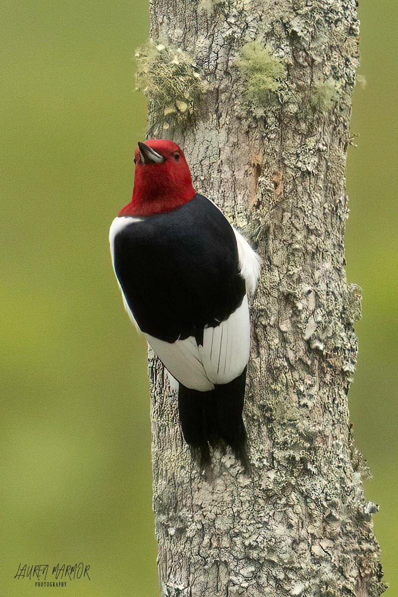 Red-headed Woodpecker - ML575463521