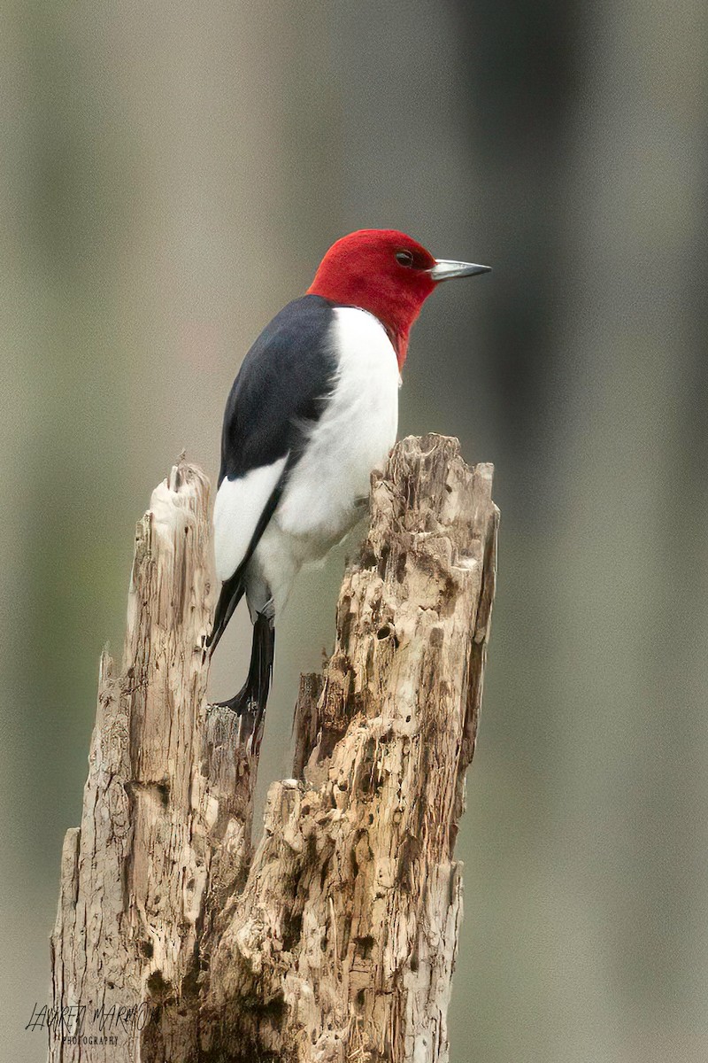 Red-headed Woodpecker - ML575463731