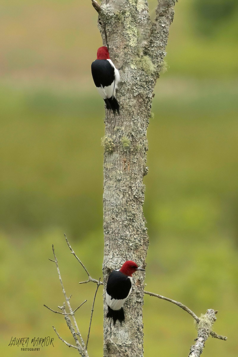 Red-headed Woodpecker - ML575463901
