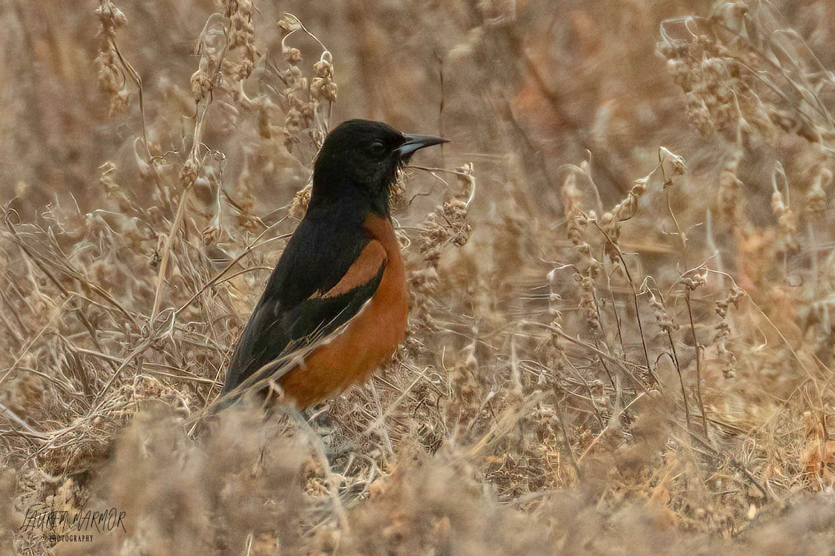 Orchard Oriole - ML575464971