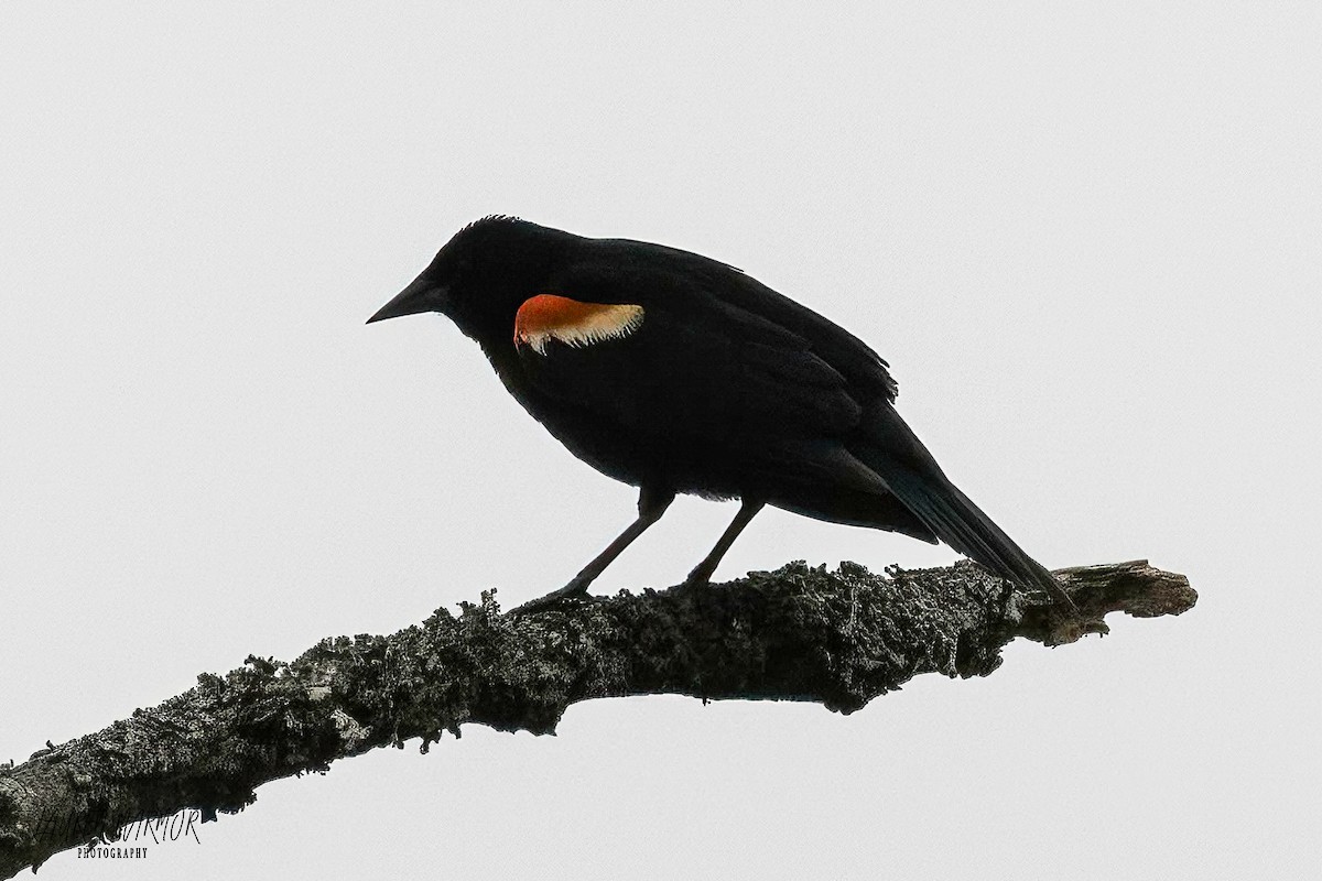 Red-winged Blackbird - ML575465181