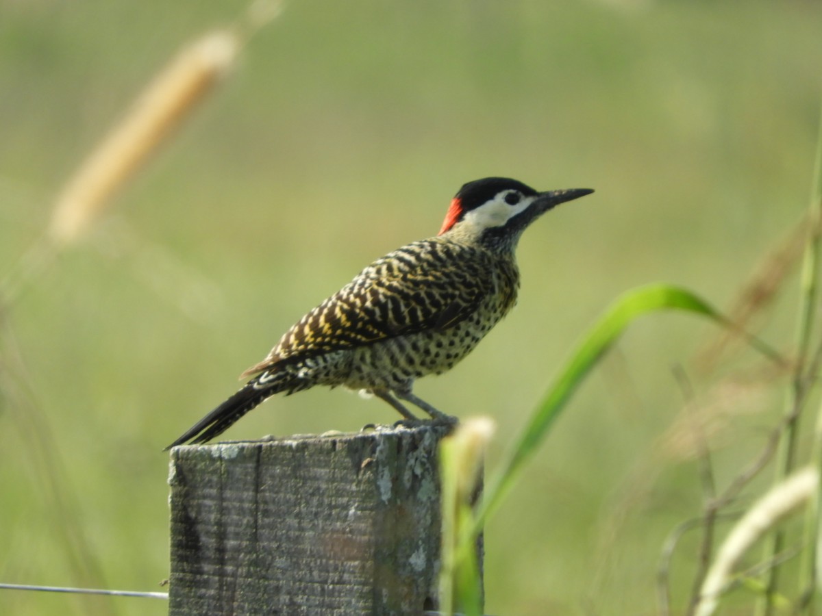 Green-barred Woodpecker - ML575467351