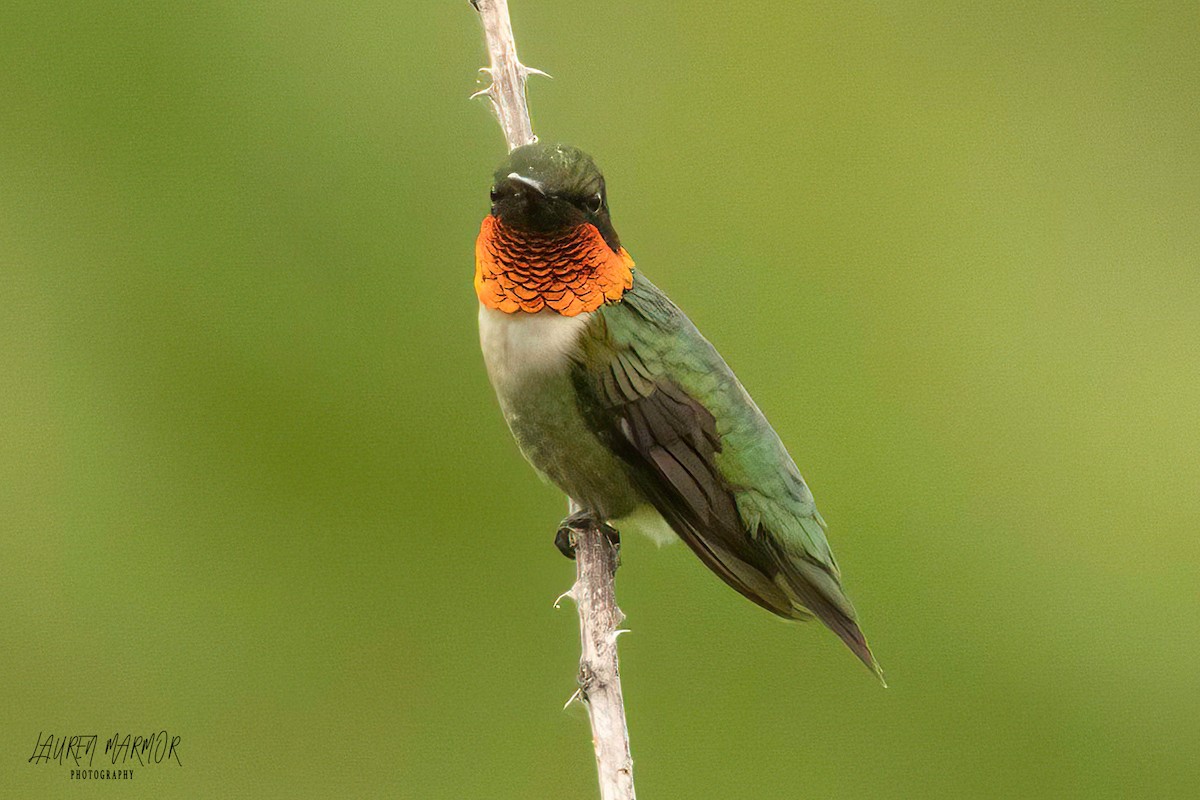 Ruby-throated Hummingbird - ML575470081