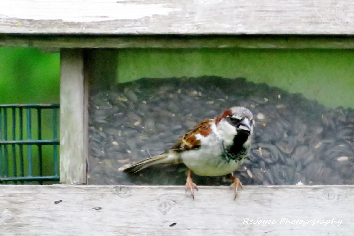 House Sparrow - ML57547151