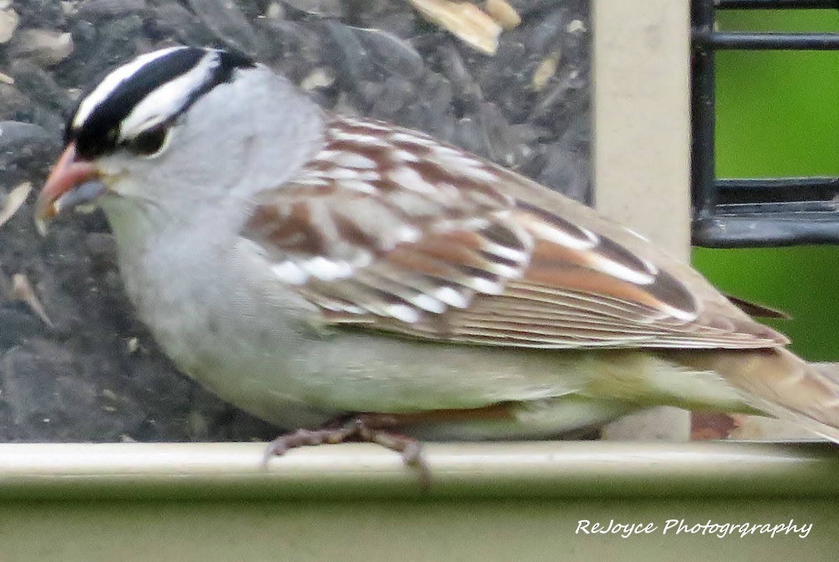 White-crowned Sparrow (leucophrys) - ML57547171